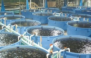 MoEW Signs MoU to Increase Fish Farming Production in the UAE ...