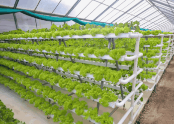 Advancing Food Security and Sustainability in Qassim Through Modern Hydroponic Farming Technologies
