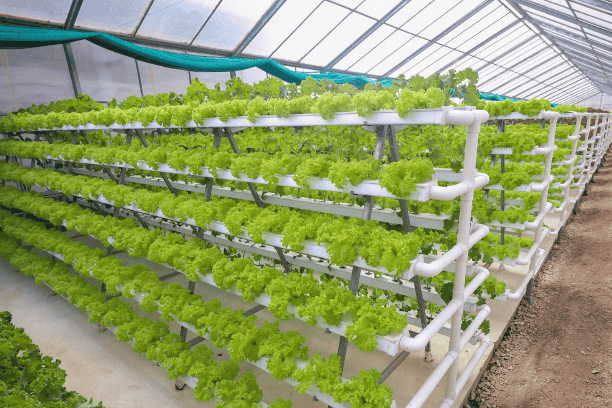 Advancing Food Security and Sustainability in Qassim Through Modern Hydroponic Farming Technologies