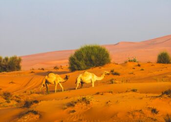 Hamdan Bin Zayed Directs EAD To Set Abu Dhabi’s 2026 Grazing Season From 22 April To 15 October