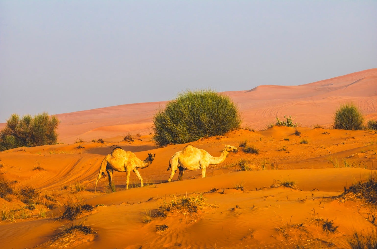 Hamdan Bin Zayed Directs EAD To Set Abu Dhabi’s 2026 Grazing Season From 22 April To 15 October