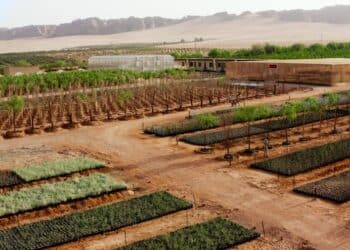 Sowing AlUla’s Green Future: 1 Million Native Plants Initiative to Transform AlUla’s Ecological Restoration and Sustainable Tourism Landscape