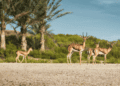 IMPACT by Miral Announces Four Conservation Priorities for 2026