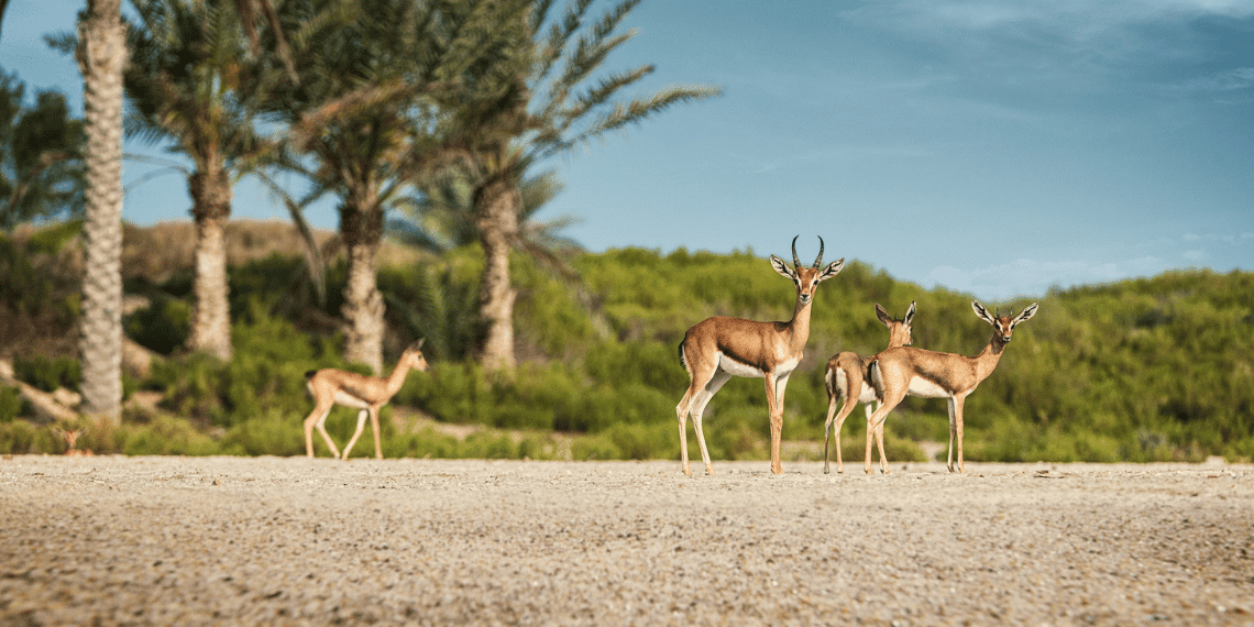 IMPACT by Miral Announces Four Conservation Priorities for 2026